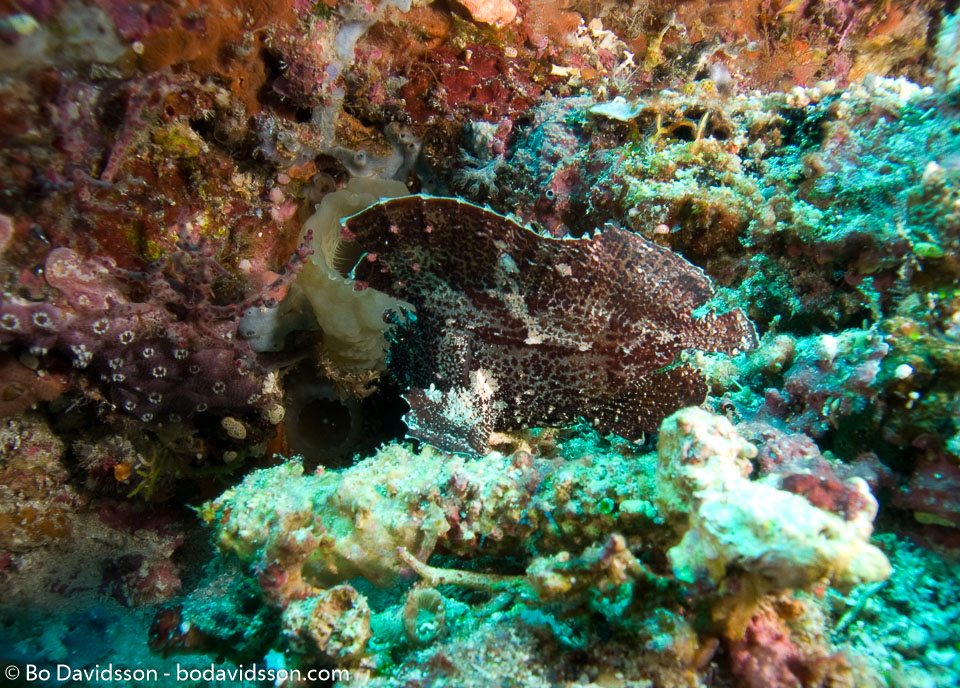 BD-080405-Bunaken-4051251-Taenianotus-triacanthus.-Lacepède.-1802-[Leaf-scorpionfish].jpg